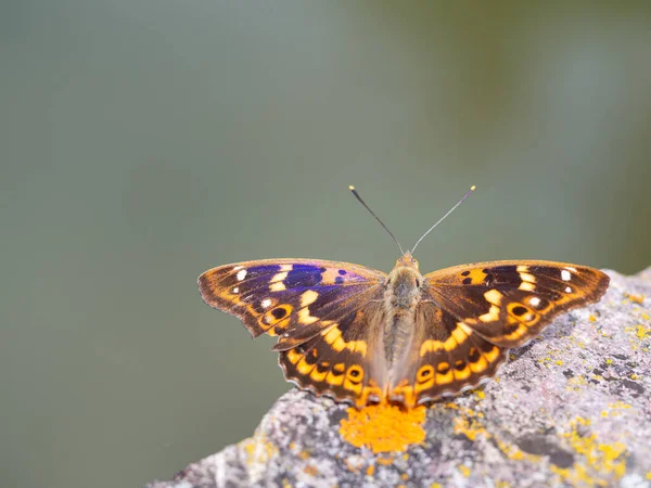 Lesser Purple Emperor Butterfly Apatura Ilia Open Wings Sitting Stone — Stock Photo, Image