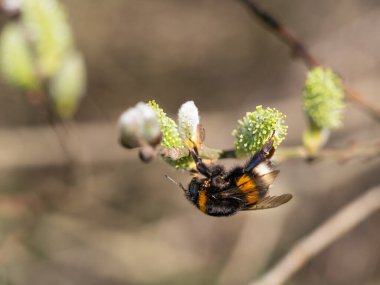 Yaban arısı, bahar aylarında kedi derisiyle beslenen böcek, baharda açan ağaç, nektar toplar.