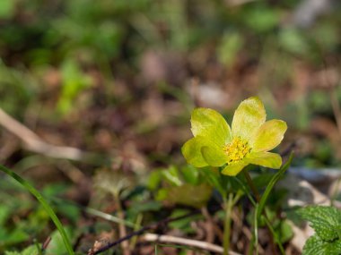 Bahar ormanlarında yeşil ve sarı çiçekler açan epipactis bitkisi.