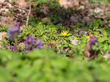 Daha az celandin ve Corydalis kava bitkisi ilkbahar ormanlarında çiçek açıyor, sarı ve mor çiçekler.