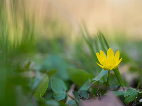 Lesser Celandine Pilewort Flower Ficaria Verna Blooming Spring Yellow Blossom — Stock Photo, Image