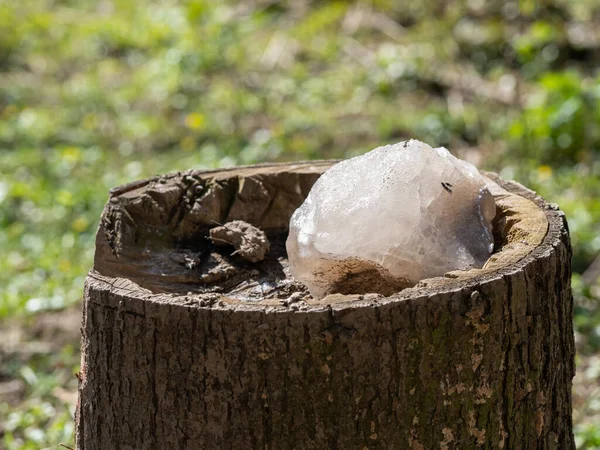 Pietra Salata Preparata Foresta Animali Selvatici Leccare Posto Ceppo — Foto Stock