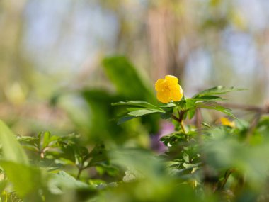 Sarı orman şakayığı (Anemonoides ranunculoides) güneşli bir günde bahar ormanında çiçek açar.