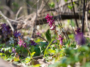İlkbahar ormanlarında açan Corydalis kava bitkisi, mor çiçek.