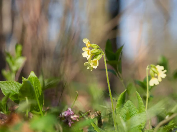 Primula Elatior 在春天的森林里盛开 开黄花 图库图片