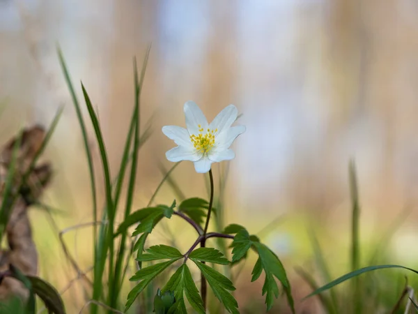 Bloeiende Anemoonbloem Anemonoides Nemorosa Het Voorjaarsbos Witte Bloesem Rechtenvrije Stockafbeeldingen