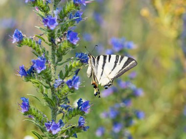 Kısık kırlangıç (Iphiclides podalirius) kelebeği, çiçek açan engerek böcek ilacı bitkisiyle beslenir (Echium vulgare)