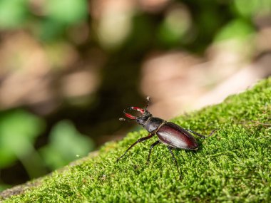 Görkemli erkek geyik böceği, Lucanus cervus, yaşlı ağaç gövdesinde büyük bir böcek.