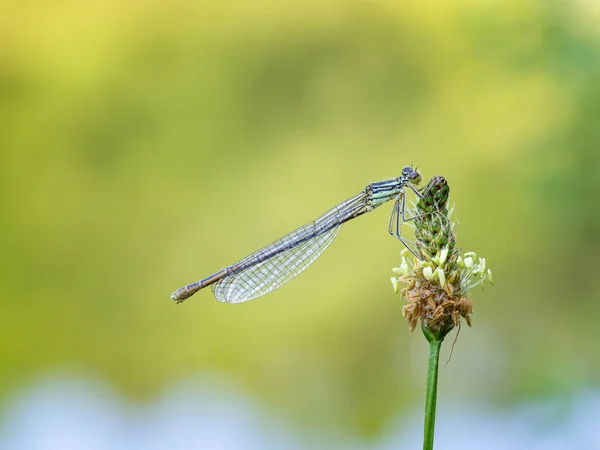 Witte Benige Damselfy Platycnemis Pennipes Zittend Bloeiende Plantago Lanceolata Plant — Stockfoto