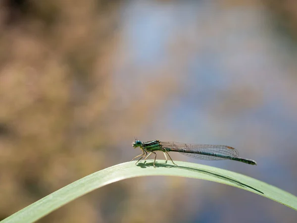 Белоногий Дамсельфи Platycnemis Pennipes Самец Сидит Зеленом Травинке — стоковое фото