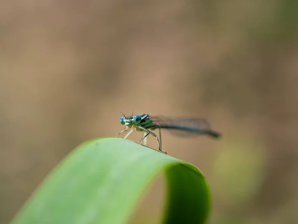 Weißbeiniges Damenmännchen Platycnemis Pennipes Sitzt Auf Grünem Grashalm — Stockfoto