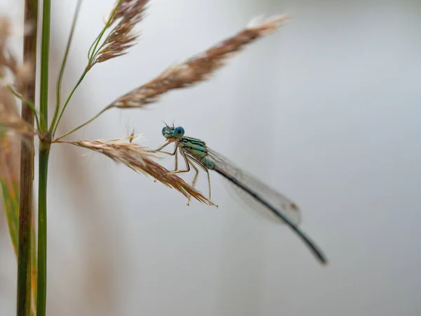 Witpootdamselfy Platycnemis Pennipes Mannetje Zittend Droog Gras Bewolkte Zomerdag — Stockfoto