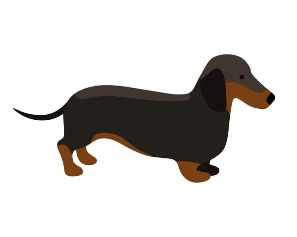 白い背景に茶色の斑点が孤立した黒いダックスフントのベクトル図 平面デザインの手描きイラスト 犬の品種のイラスト 犬のグルーミング 犬製品に適しています — ストックベクタ