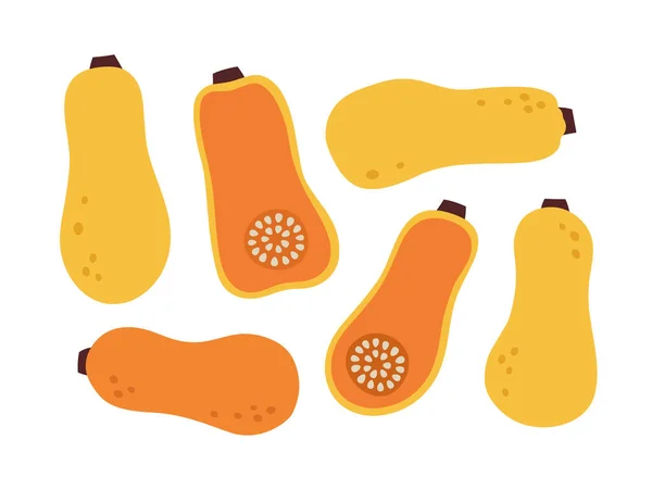 Illustration Vectorielle Longue Citrouille Ensemble Citrouilles Isolées Sur Fond Blanc — Image vectorielle