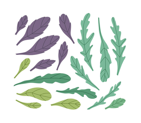Векторная иллюстрация зеленого и фиолетового базилика и рукколы. Набор зелени изолирован на белом фоне. Ручной рисунок. Подходит для иллюстрации здорового питания, рецепты, местная ферма.