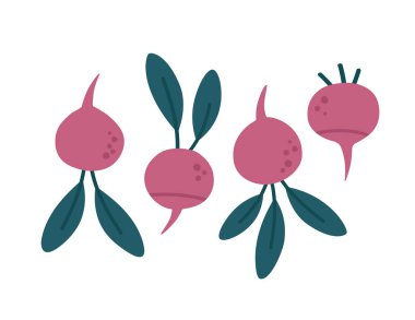 Turpun temsili, yapraklı ve yapraksız, beyaz üzerine izole edilmiş. Düz bir şekilde elle çizilmiş. Sebze tasviri. Sağlıklı beslenme, yemek tarifleri, yerel çiftlikler için uygun..