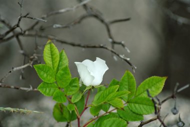 Yeşil çim üzerinde gri taşlar