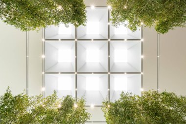 Beyaz ekose tavan, yan kloroplastida