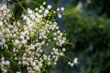 Albizia Leucocephala yağmurdan sonra yol kenarında çiçek açıyor.