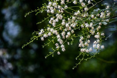 Albizia Leucocephala yağmurdan sonra yol kenarında çiçek açıyor.