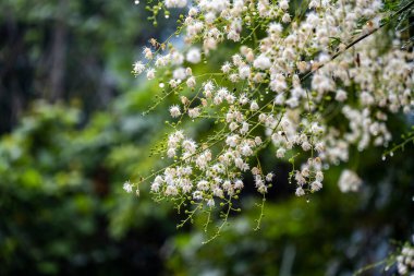 Albizia Leucocephala yağmurdan sonra yol kenarında çiçek açıyor.