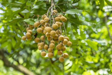Bahçedeki yeşil yaprakların üzerinde bir sürü longan meyvesi..