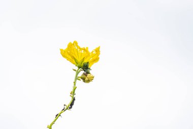 Angle Luffa 'nın sarı çiçeği bahçede çiçek açar. Sünger kabağı çiçeğini kapat. 