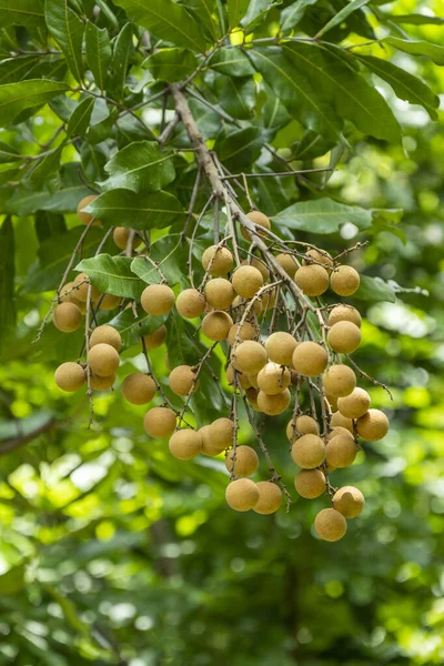 Bunch Longan Fruits Green Leaves Orchard — Stock Photo, Image