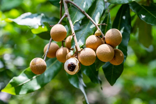 Bunch Longan Fruits Green Leaves Orchard — Stock Photo, Image