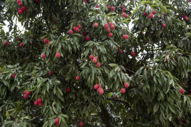 Olgun liçi meyveleri fidanlıktaki ağaçta