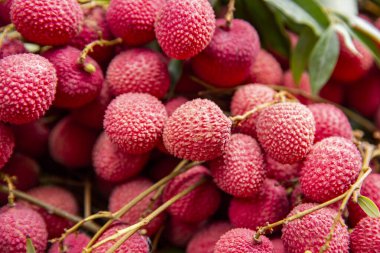 Olgun liçi meyveleri fidanlıktaki ağaçta