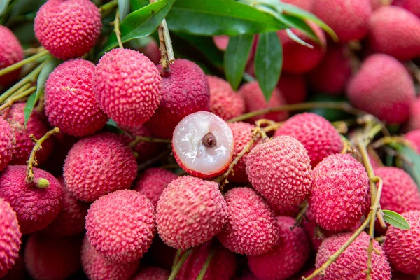 Ripe Lychee Fruits Tree Plantation — Stock Photo, Image