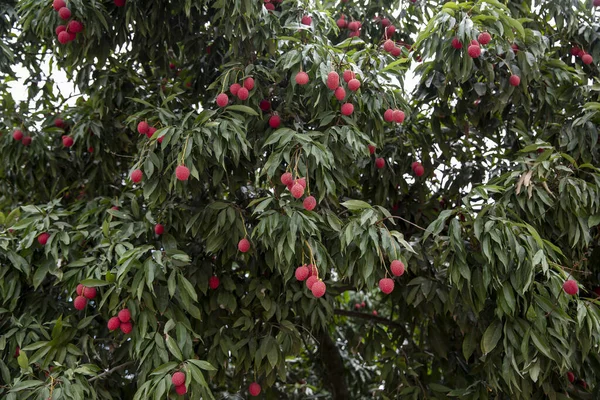 Olgun liçi meyveleri fidanlıktaki ağaçta