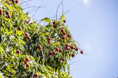 Olgun liçi meyveleri fidanlıktaki ağaçta