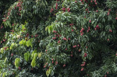 Olgun liçi meyveleri fidanlıktaki ağaçta