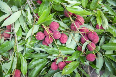 Olgun liçi meyveleri fidanlıktaki ağaçta