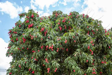 Olgun liçi meyveleri fidanlıktaki ağaçta