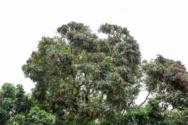 Olgun liçi meyveleri fidanlıktaki ağaçta