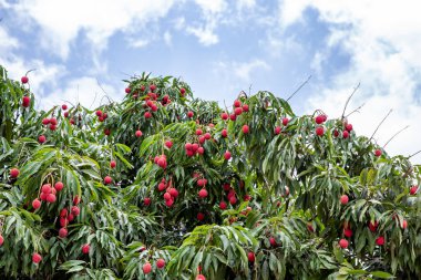 Olgun liçi meyveleri fidanlıktaki ağaçta