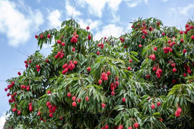 Olgun liçi meyveleri fidanlıktaki ağaçta