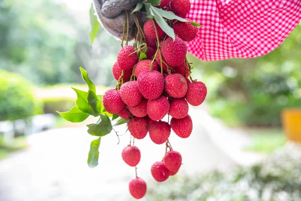 Ripe Lychee Fruits Tree Plantation — Stock Photo, Image