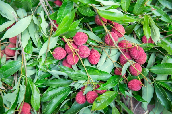 Ripe Lychee Fruits Tree Plantation — Stock Photo, Image