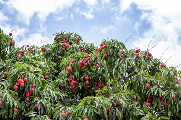 Olgun liçi meyveleri fidanlıktaki ağaçta