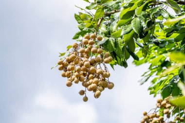 Çiftlikteki ağaçlardan sarkan olgun Longan meyveleri