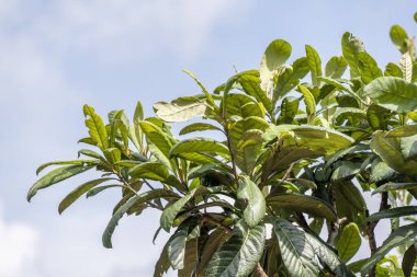 Taze Loquat yaprakları meyve bahçesinde