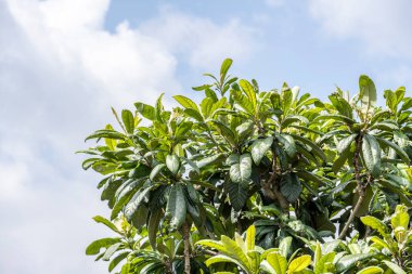Taze Loquat yaprakları meyve bahçesinde