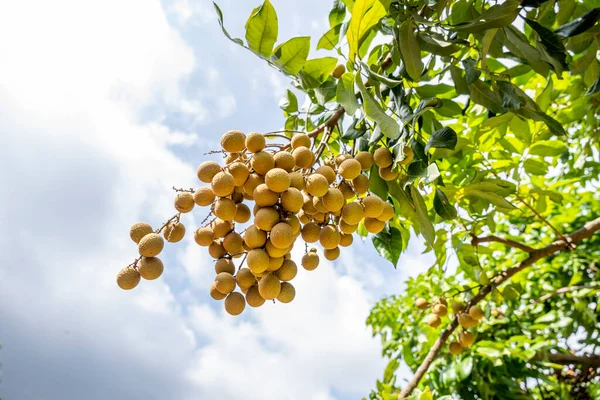 Çiftlikteki ağaçlardan sarkan olgun Longan meyveleri