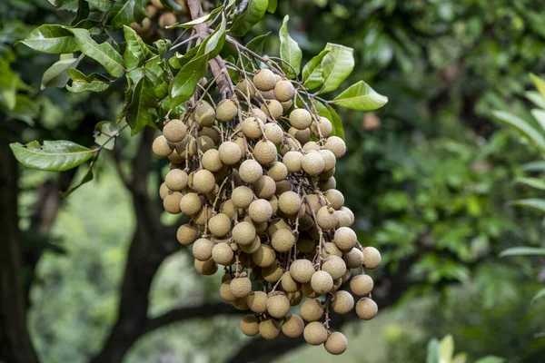 Mature Longan Fruits Hang Trees Farm — Stock Photo, Image