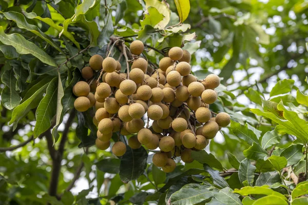Çiftlikteki ağaçlardan sarkan olgun Longan meyveleri