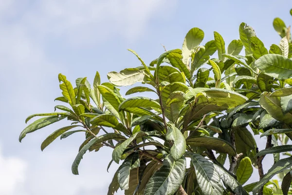 Taze Loquat yaprakları meyve bahçesinde